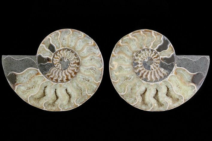 Cut & Polished Ammonite Fossil - Agatized #78560
